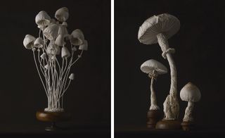 Pictured right: untitled (mister finch’s toadstools) no. 3, 2015.