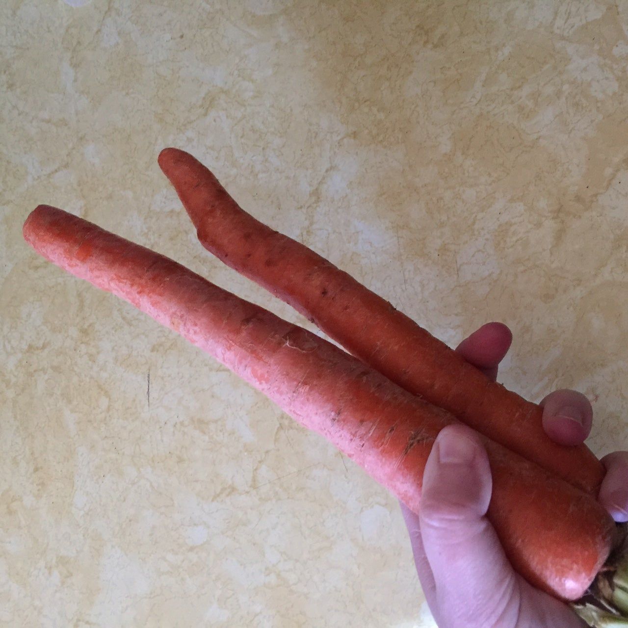 danvers carrots e1501593837368