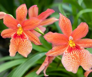 Suitable for houseplant and intermediate orchid house growing, flowers of the complex hybrid, Burrageara 'Nelly Isler Orange'