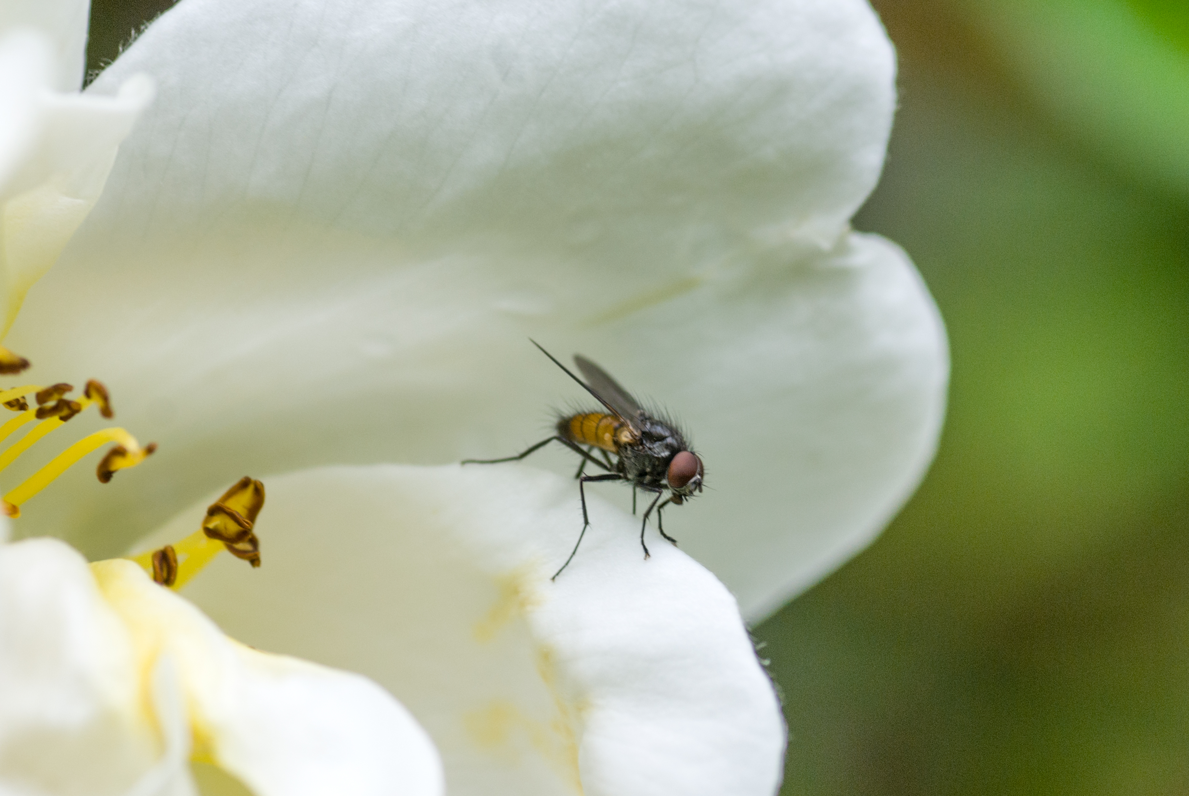 Fruit fly on a white flower.
