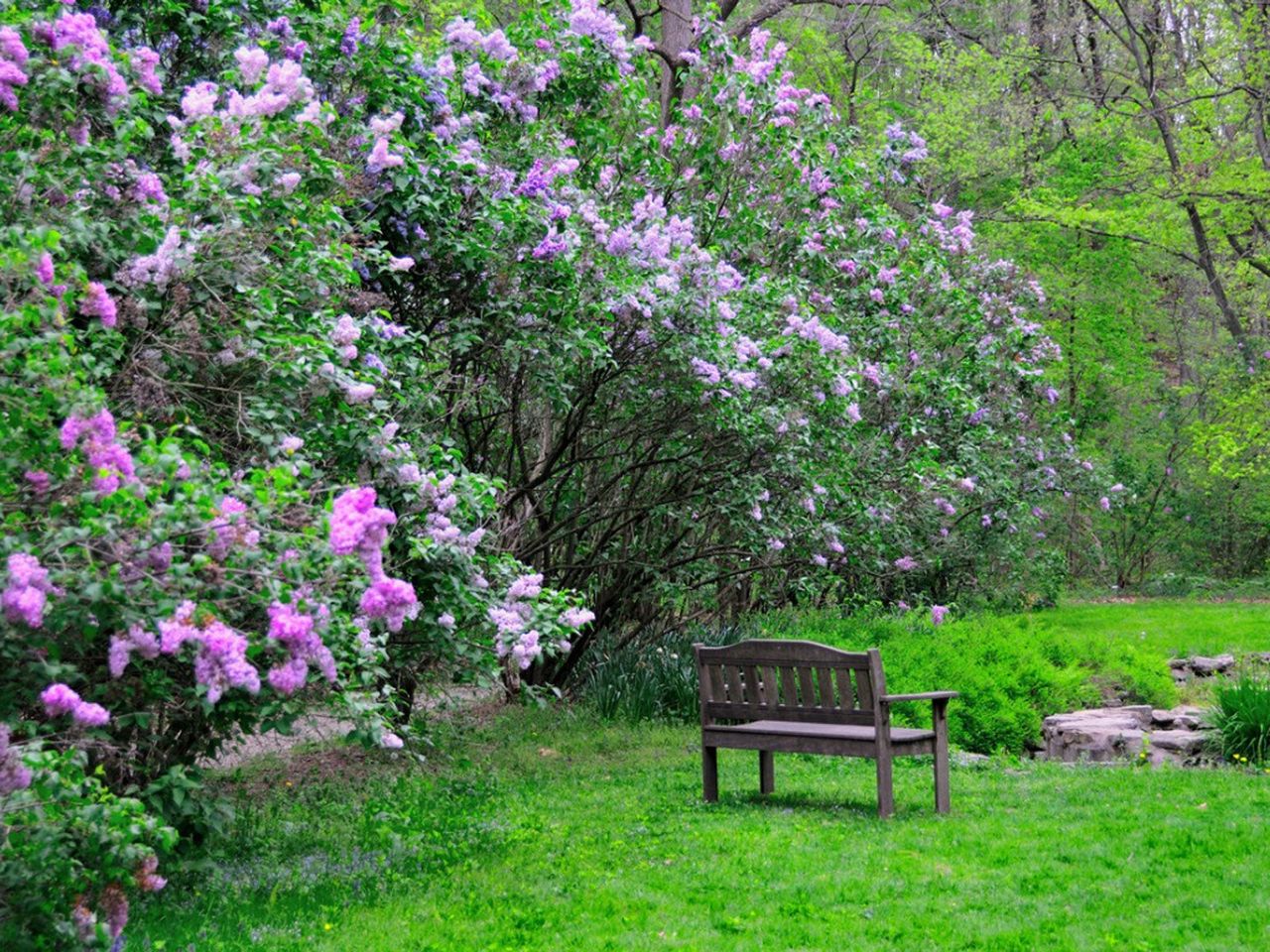 Old-Time Garden Style With Purple Flowered Shrubs