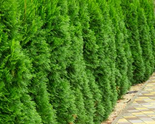 Thuja growing along a road in the summer