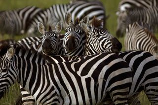 TV tonight Zebras: not as placid as they look