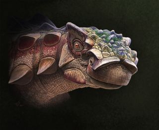 Newfound ankylosaur