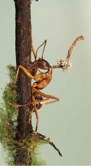 A zombie ant that has been taken over by a parasitic fungus climbing a branch
