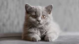 One of the rarest cat breeds, a British Shorthair Kitten lying down looking at camera