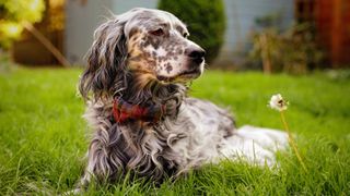 English Setter lying on grass, one of four Setter dog breeds