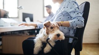 dog on womans lap at desk