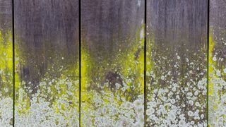 Mould and lichen on bar untreated wood