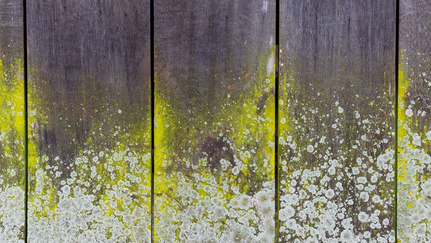 Mould and lichen on bar untreated wood
