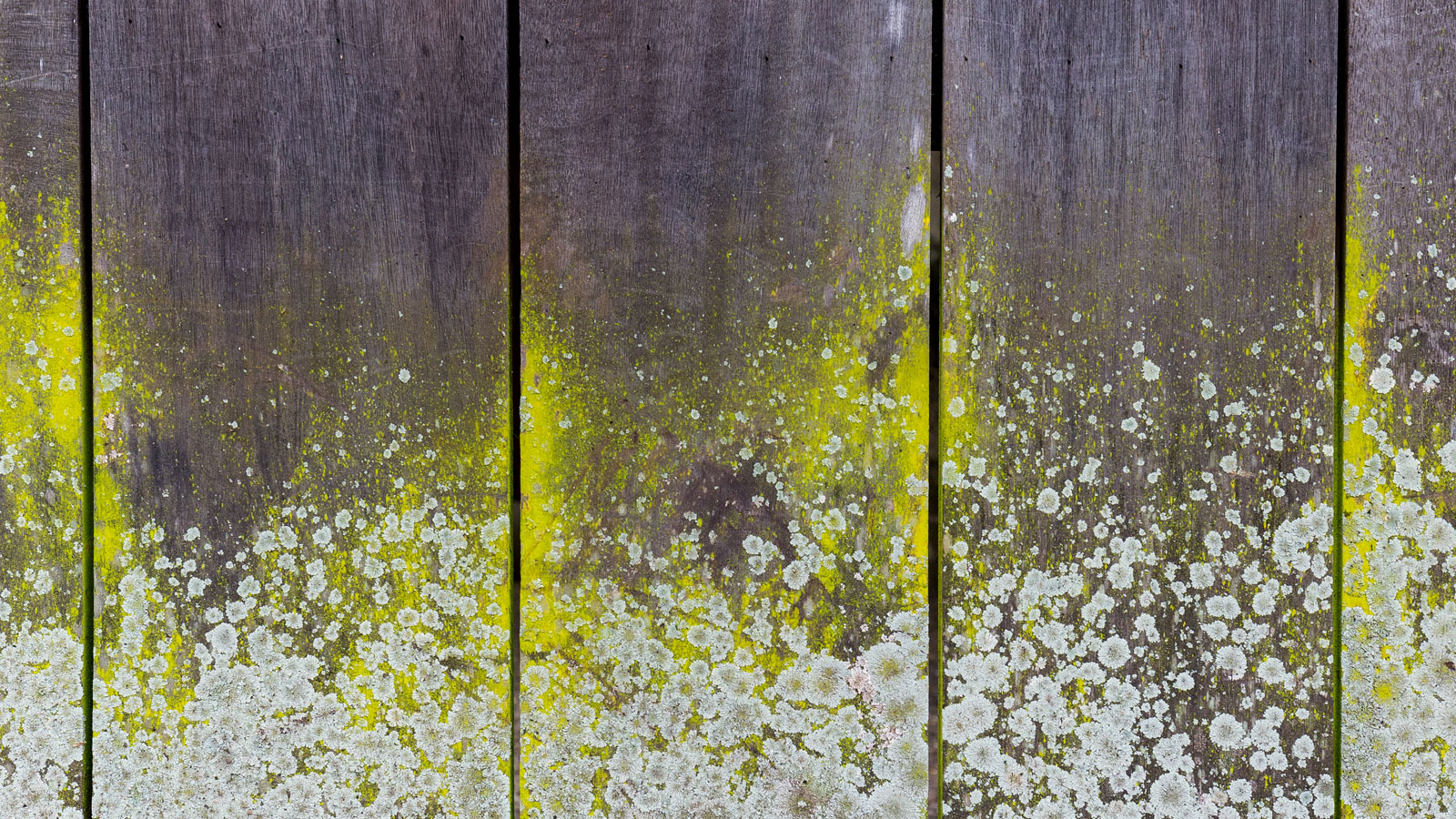 Mould and lichen on bar untreated wood