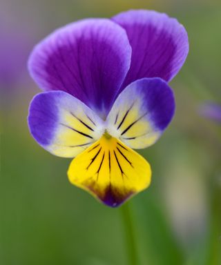 How-to-identify-wildflowers-Heartsease-wild-pansy