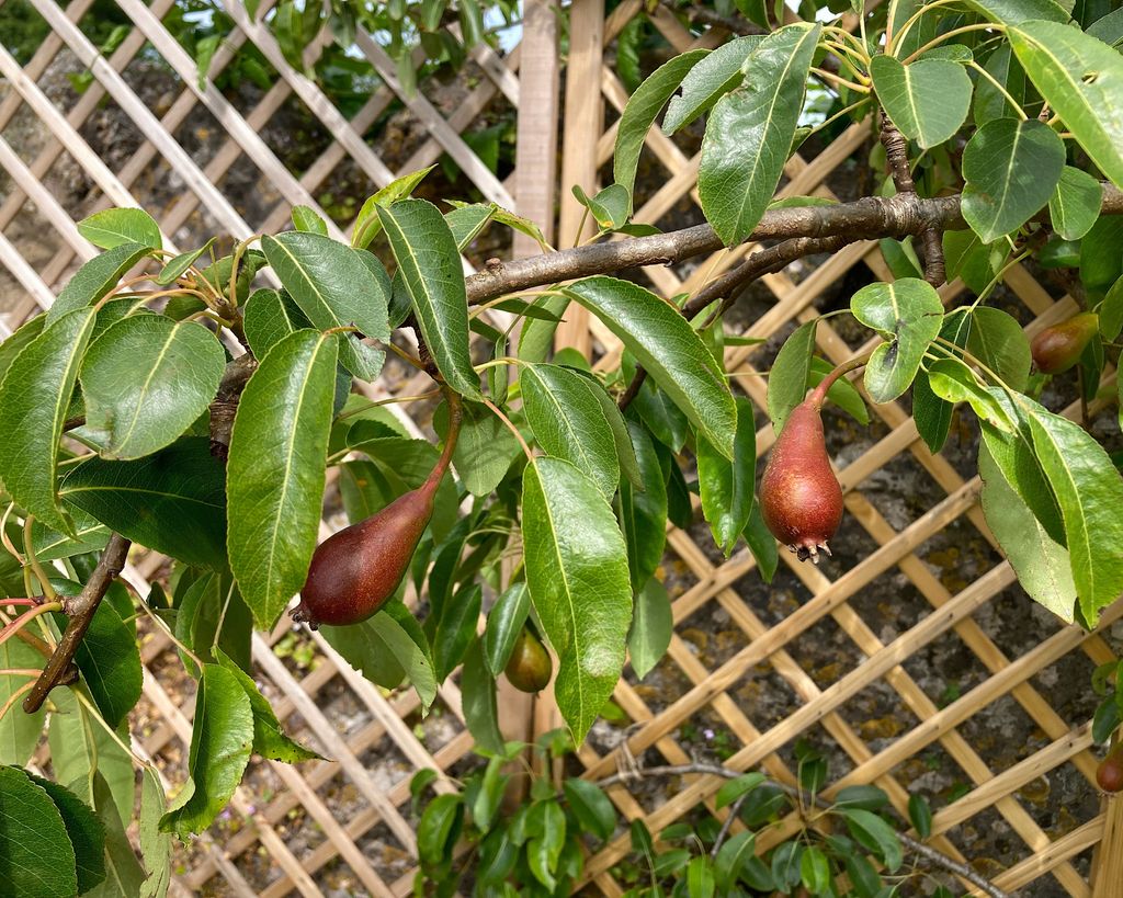 How to prune pear trees to maximize fruit production Homes & Gardens