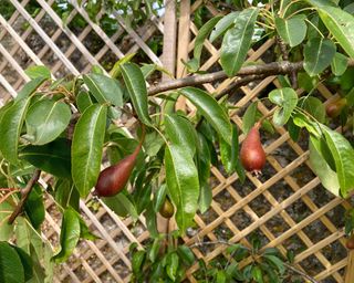 a trained pear tree