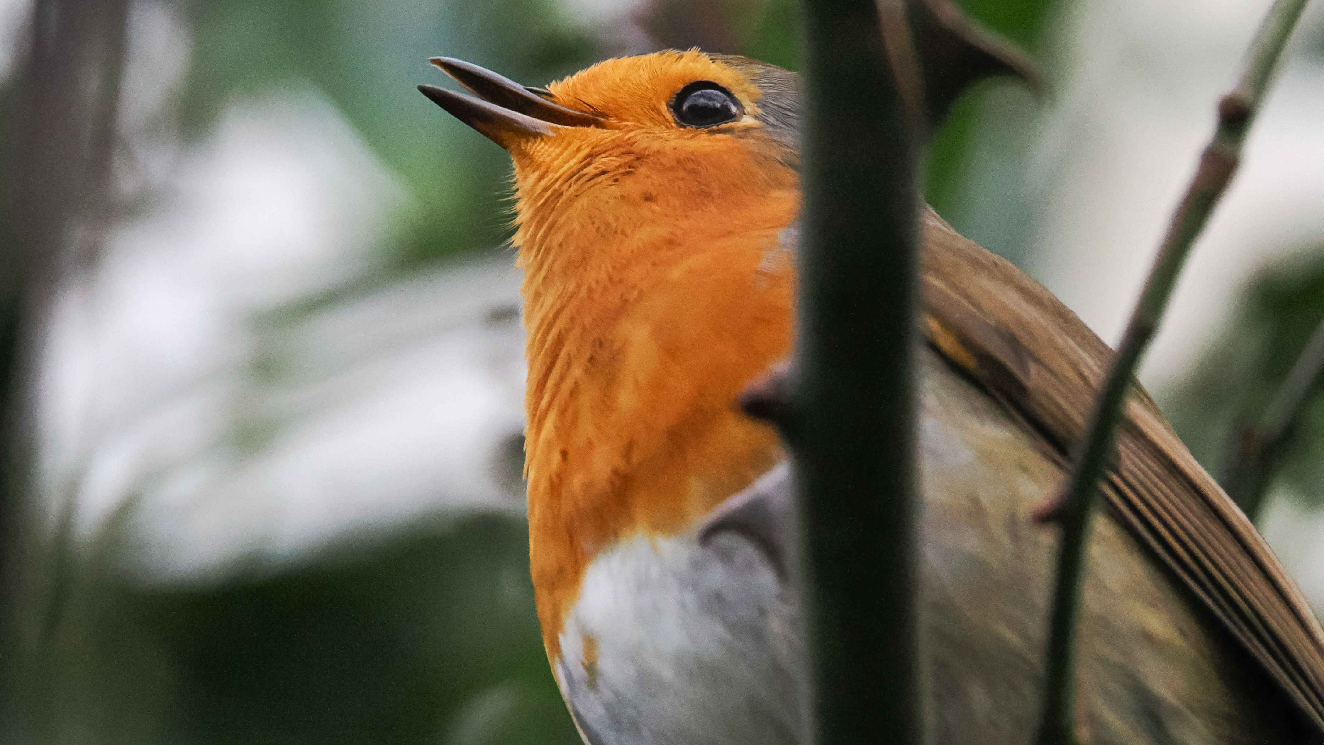 A wildlife photo taken on an OM System OM-1 Mark II mirrorless Micro Four Thirds camera
