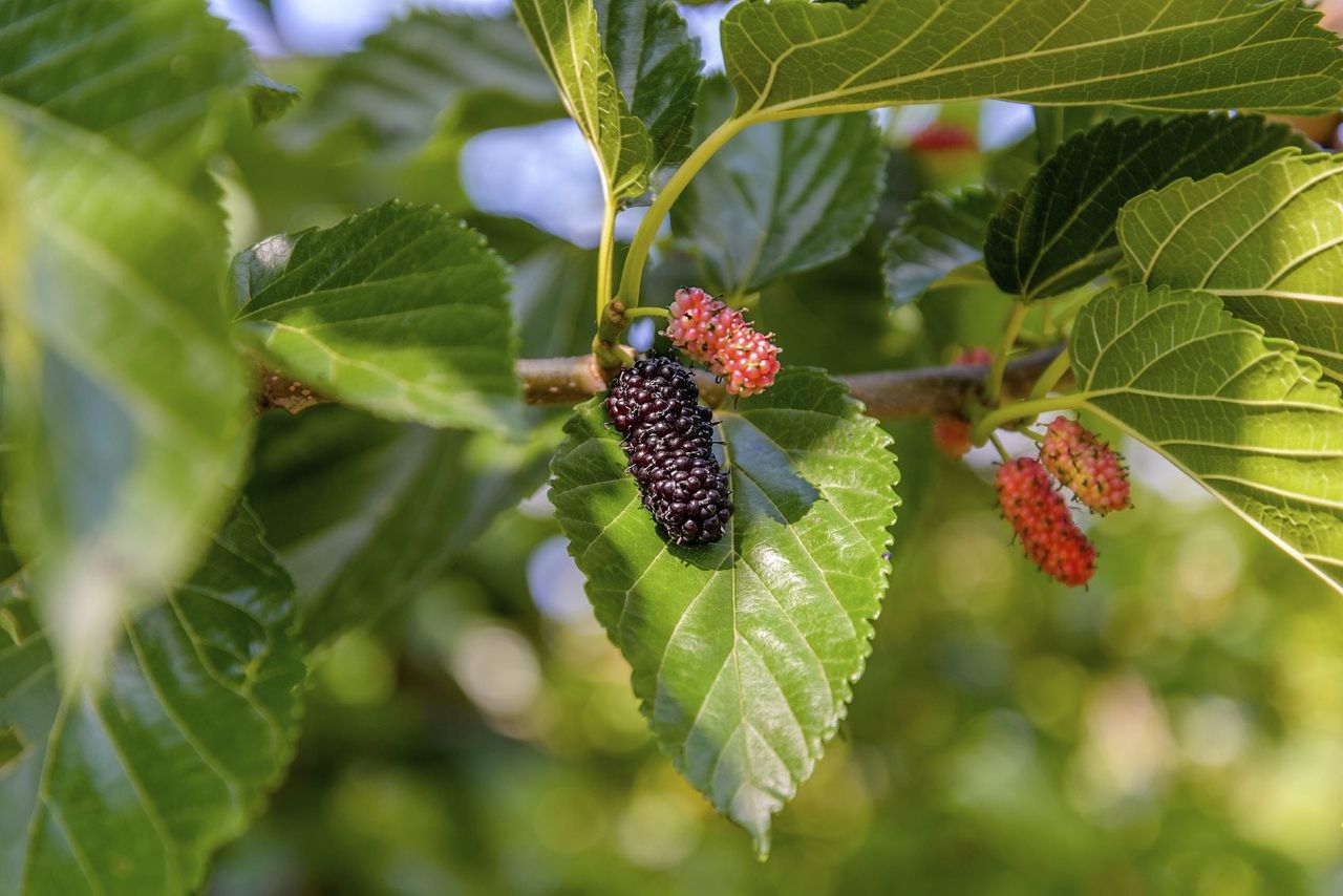 Dwarf Mulberry Tree