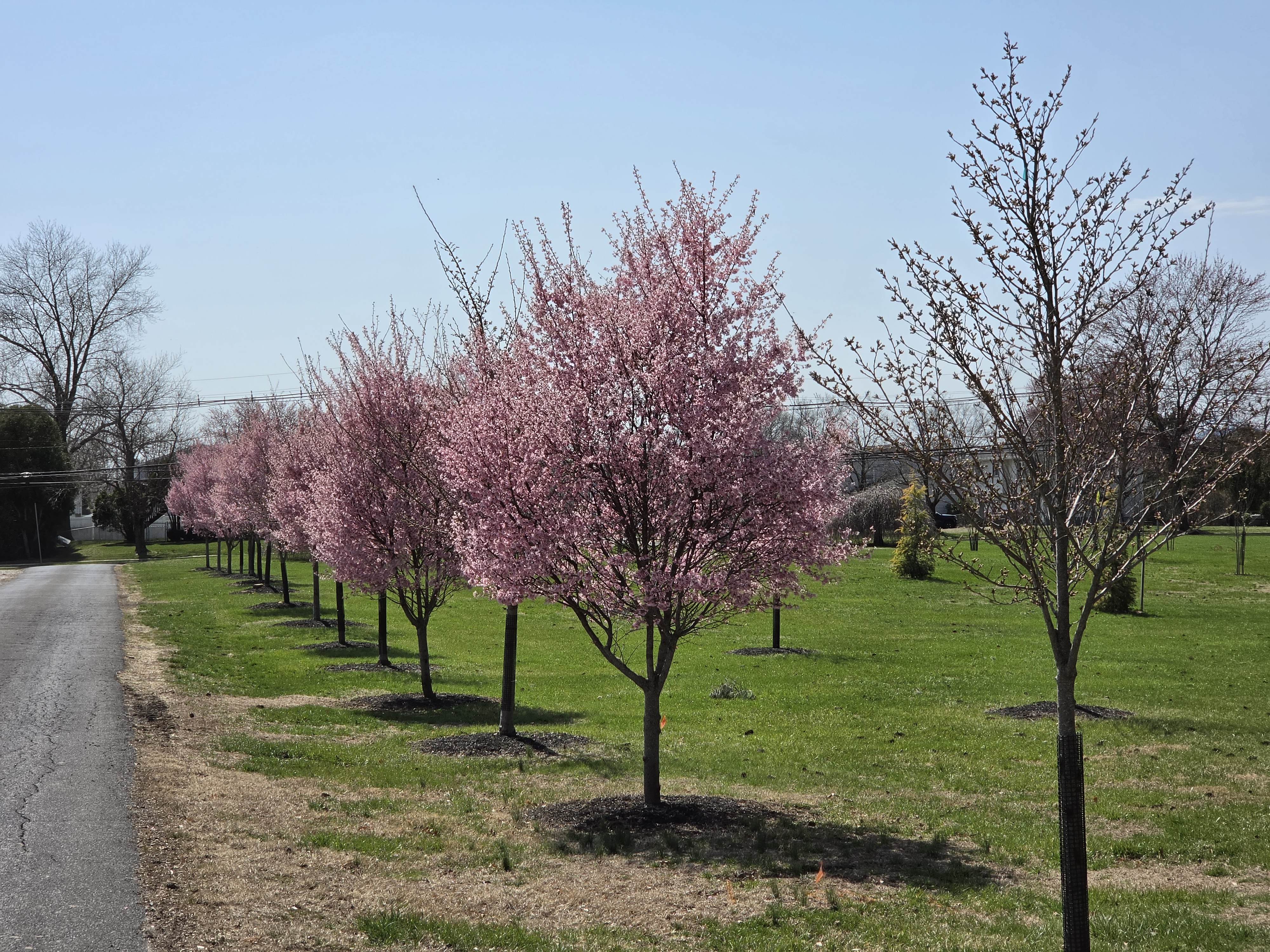 Samsung Galaxy S26 Plus camera samples