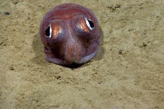NOAA researchers said this bobtail squid was one of the cutest cephalopods they saw