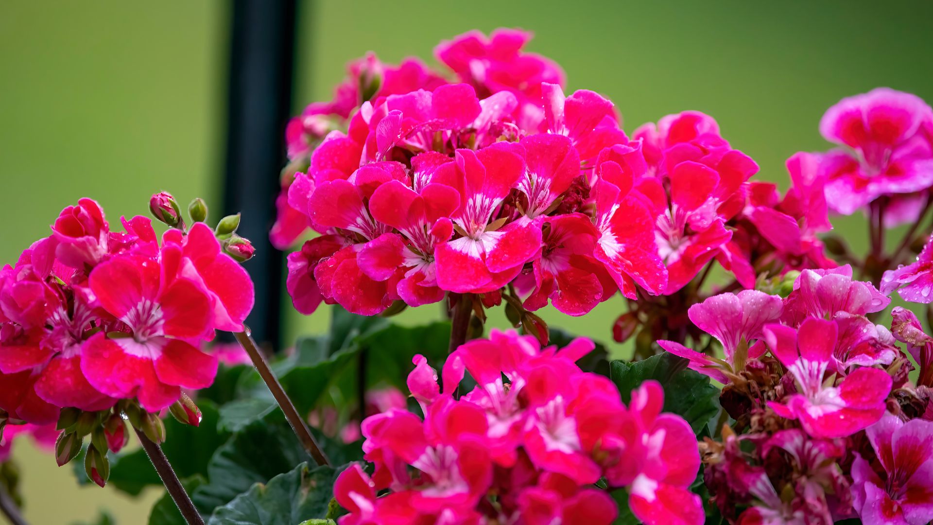 picture of pink pelargoniums growing in garden