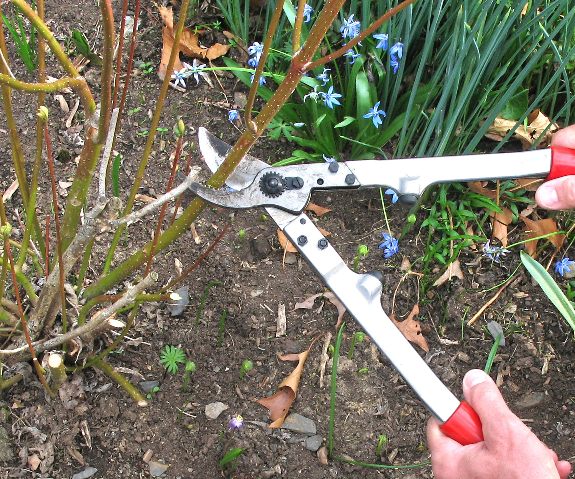 pruning red twig dogwood with loppers