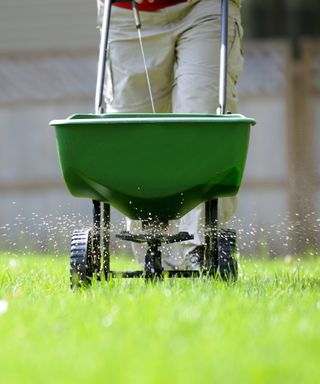 A gardener using a broadcast spreader on a green lawn