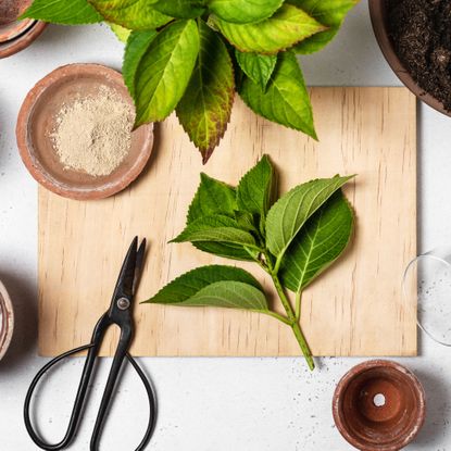 rooting plants from hydrangea cuttings with scissors and potting compost