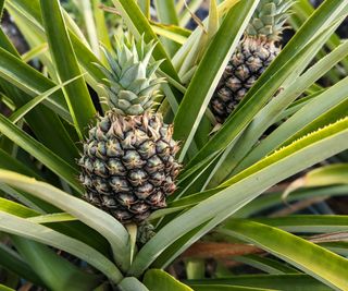 Pineapple growing on a plant