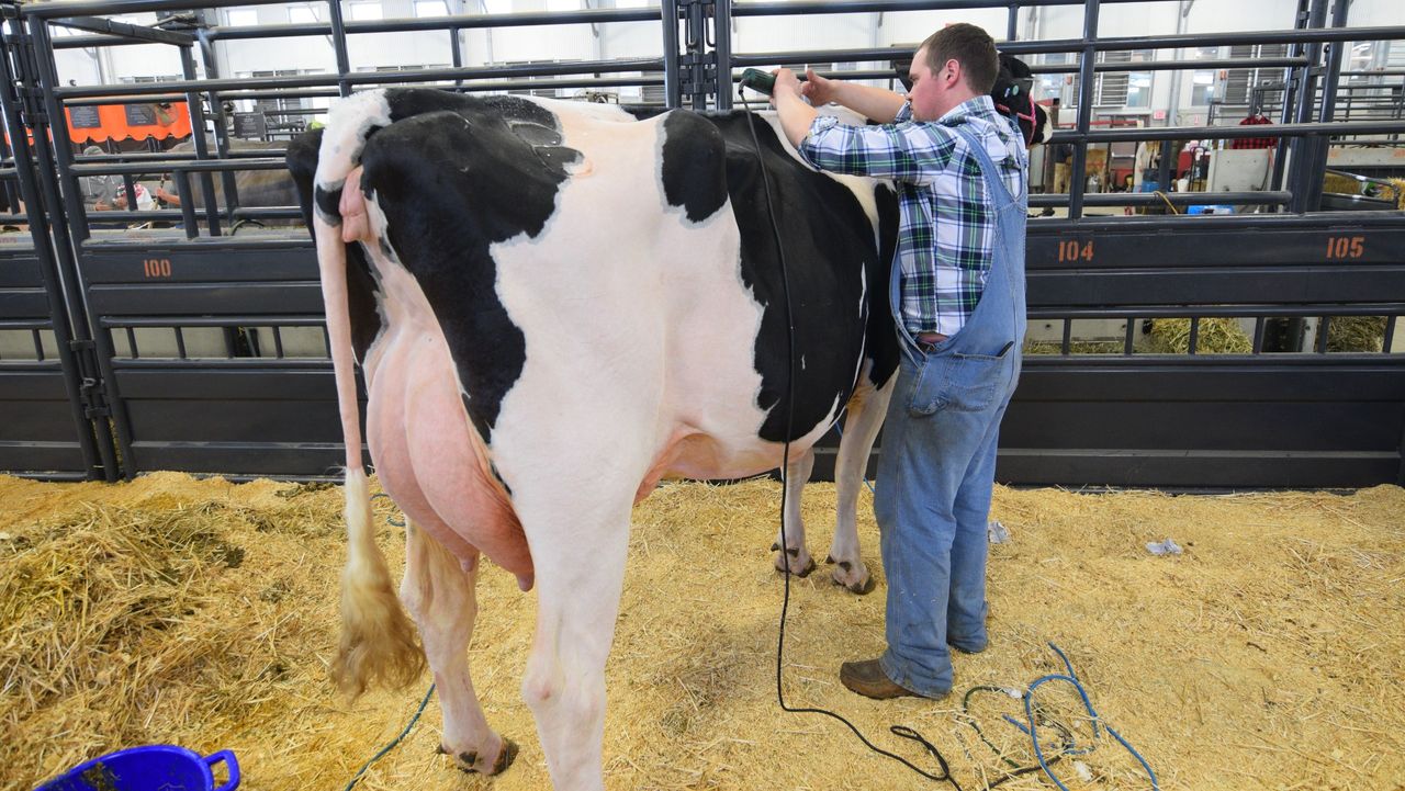 dairy cow with farmer