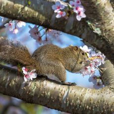 Squirrel eating cherry blossom on cherry tree