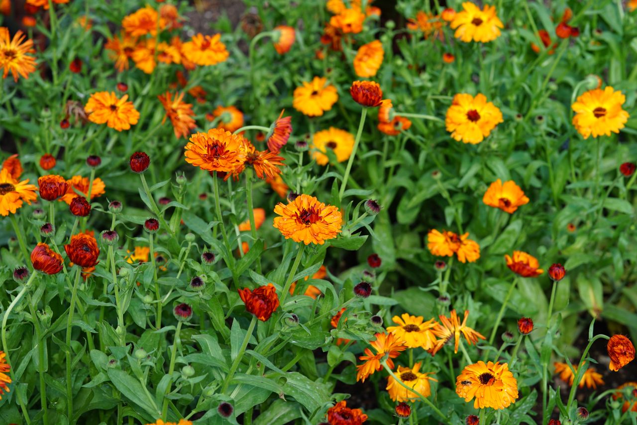 Sony FE 85mm F1.4 GM II