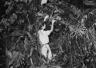 Jocelyn Crane examines flora for butterflies in Trindad, 1950s.