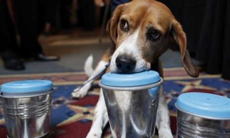 Bedbug-detecting dog Barney sniffs out a contaminated container during a summit demonstration.