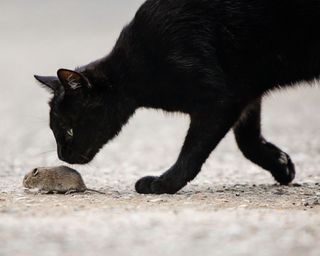the difference between rats and mice - a cat and a mouse - GettyImages-685846394