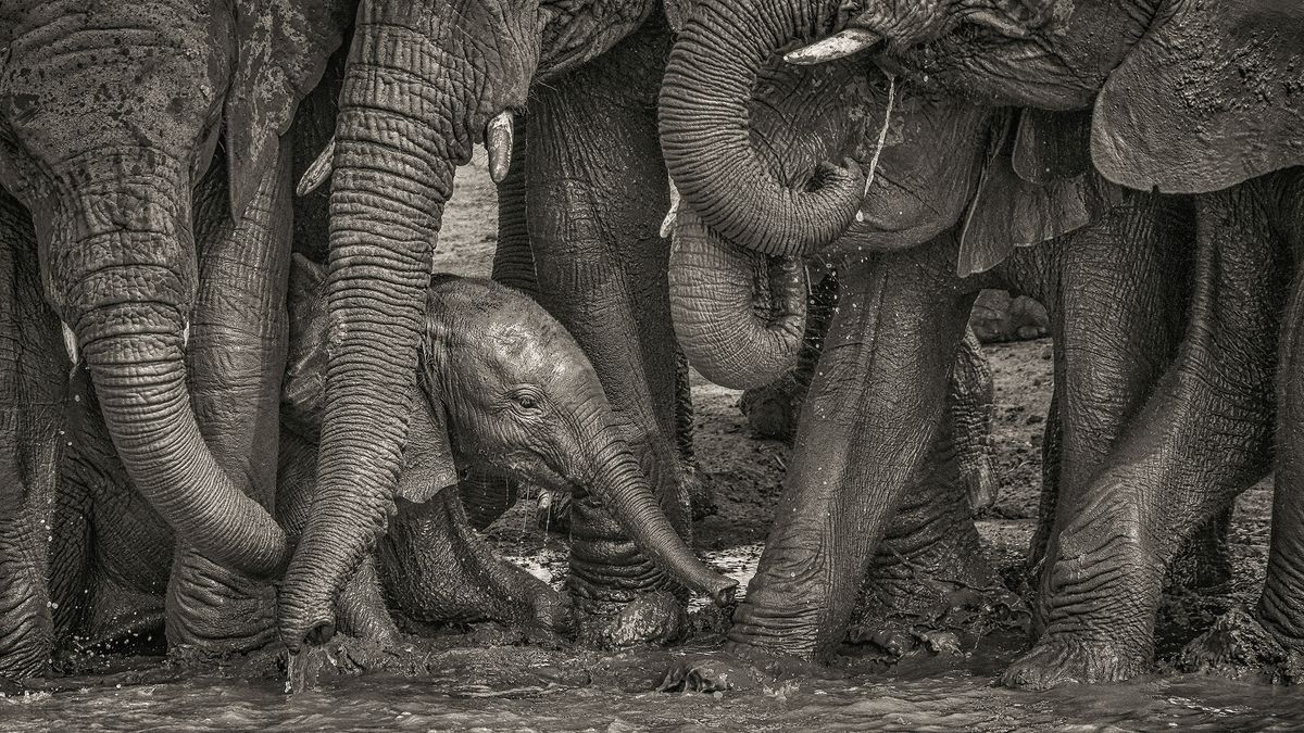 Benjamin Mkapa Africa Wildlife Photography Award 2022