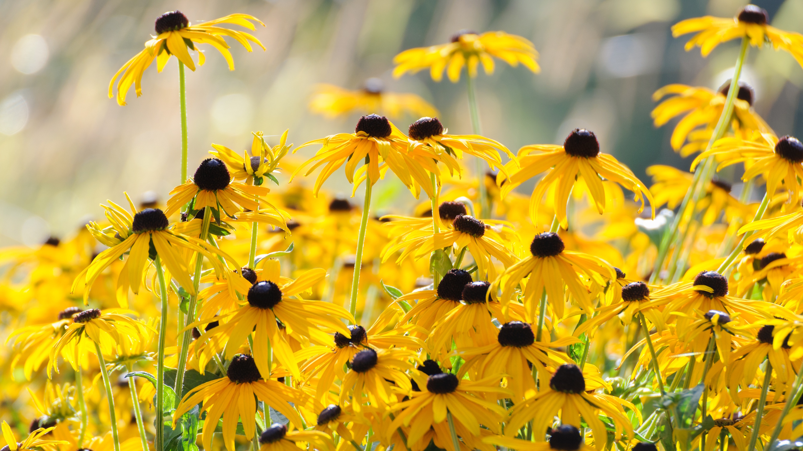 Black-eyed Susans in bloom