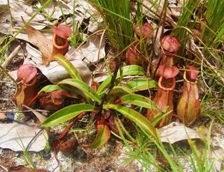 Nepenthes andamana Carnivorous Pitcher Plant Cambodia