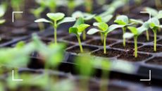 picture of young seedlings growing in trays