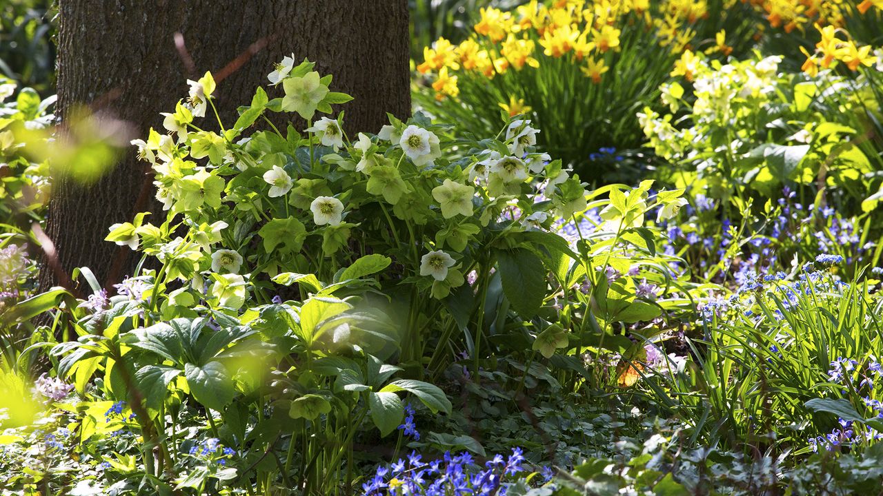 Hellebores shelter in the shade of a tree