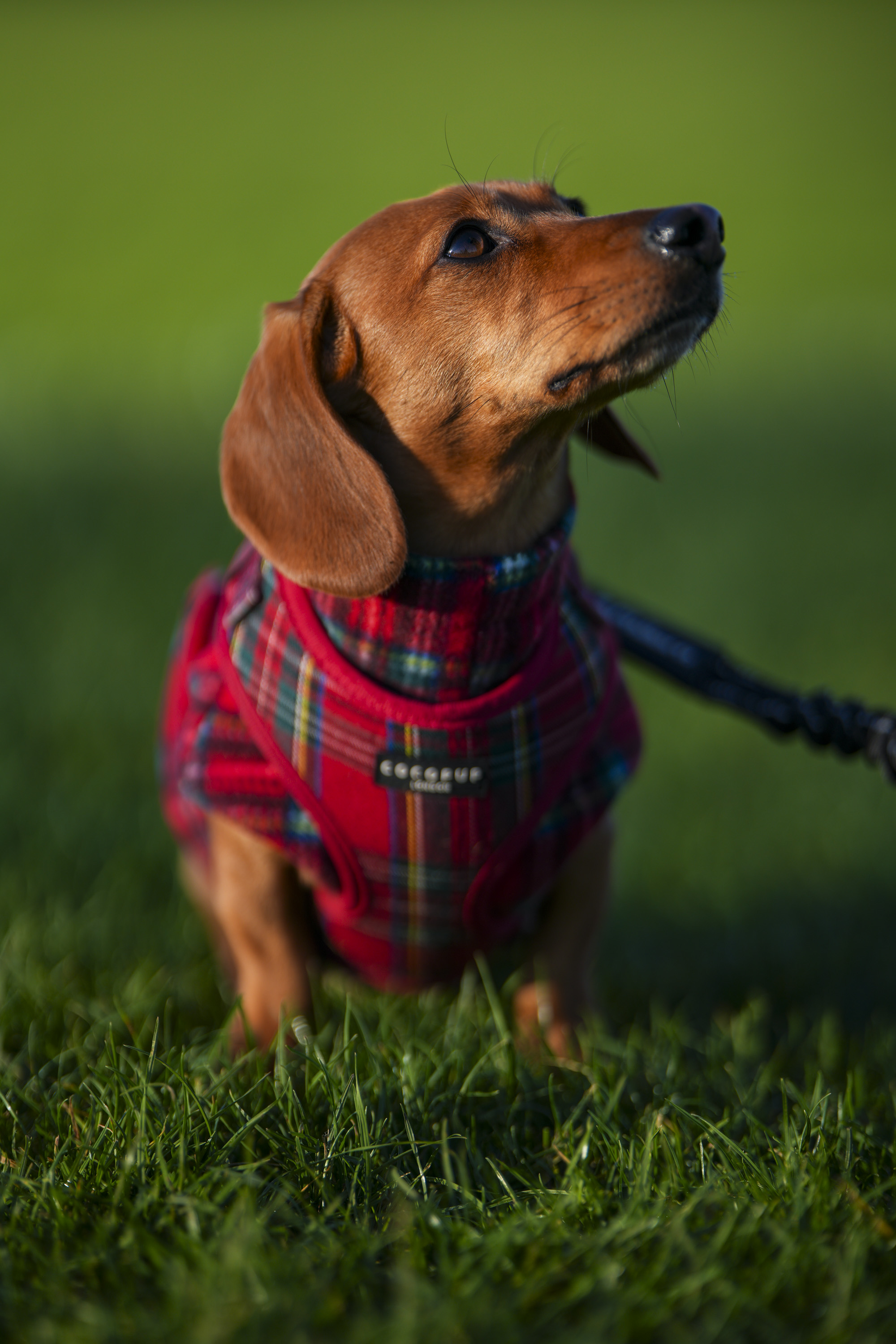 Test shots of a sausage dog dachshund with Sigma 135mm f/1.4 DG Art lens on a Sony A7R IV body