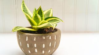 Hosta plant in pot