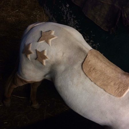 “This is a friend’s pony that I clipped — he’s called Star” — Shelley Francis