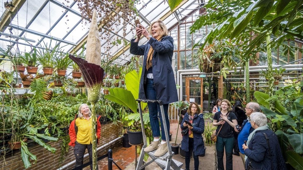 A visitor stands on a ladder next to a blooming penis plant to take a photo.