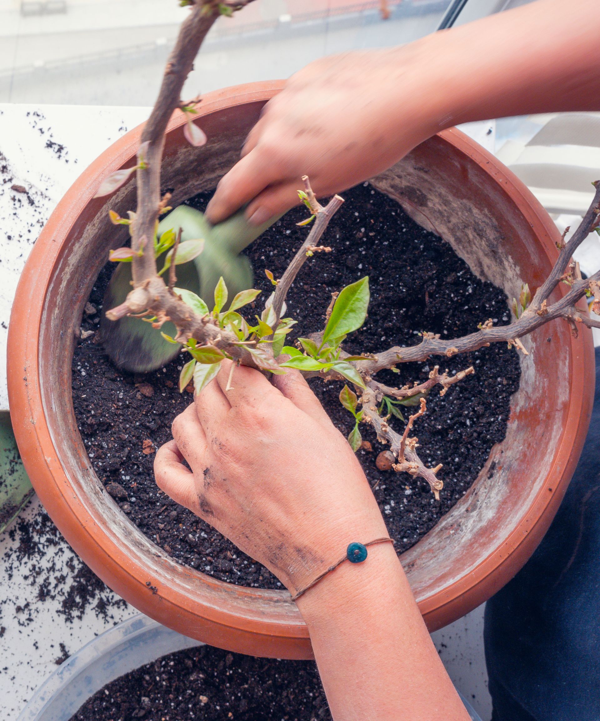 Bougainvillea being repotted in a terracotta container, showing early spring care to encourage new growth.