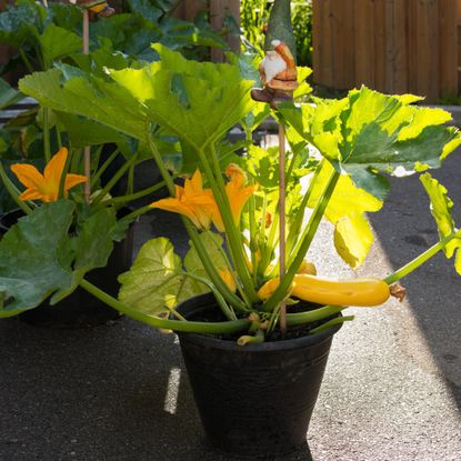 A courgette plant in a pot
