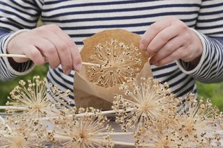 collecting seeds in a paper bag