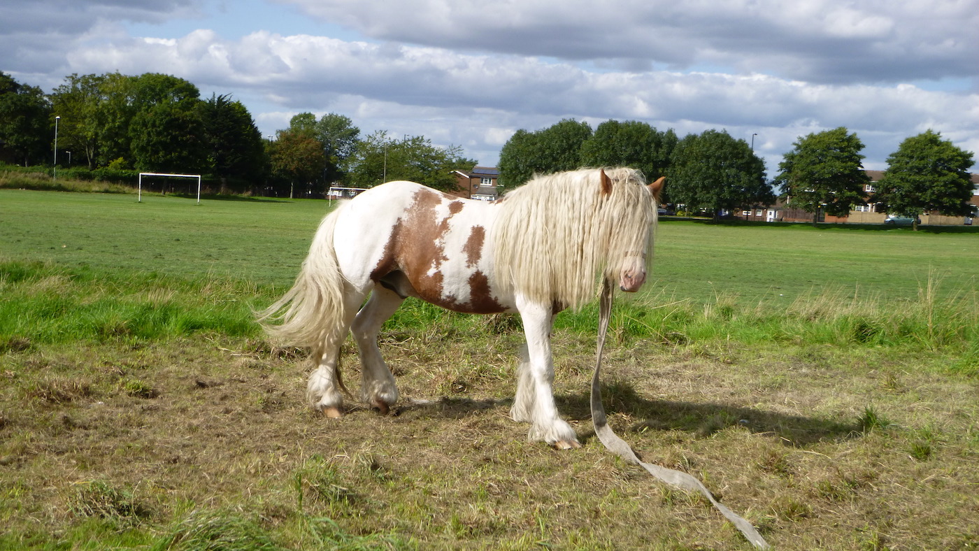 RSPCA-G-Foot-Raspy.jpg