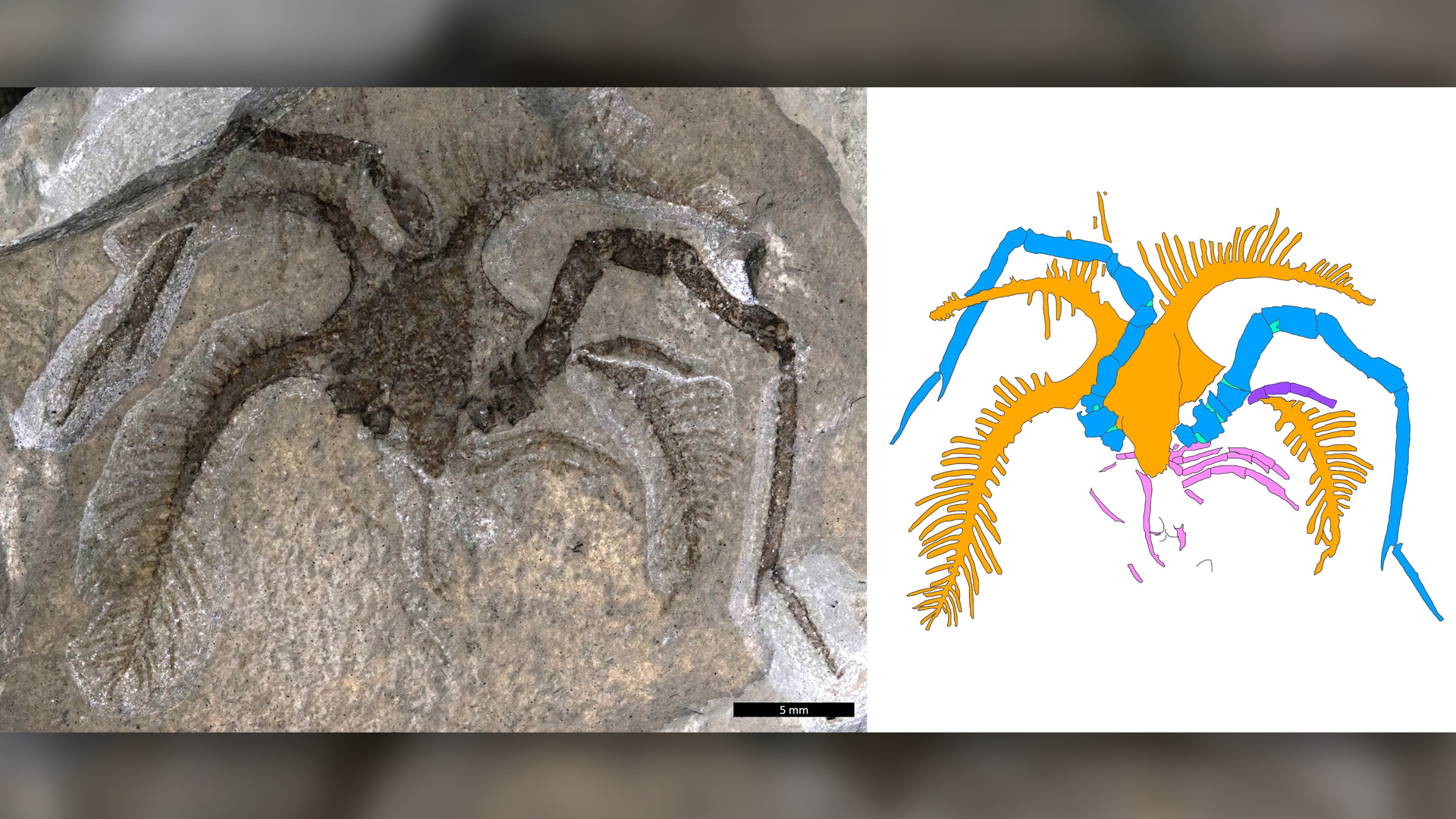 The Tomlinsonus dimitrii fossil, and a line drawing of the specimen.