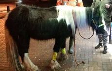 chip-shop-horse.jpg