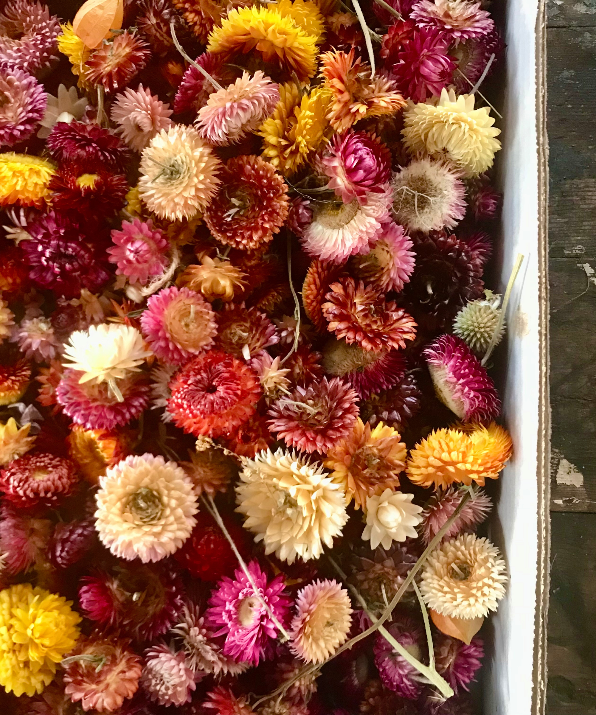 dried strawflowers in a storage box