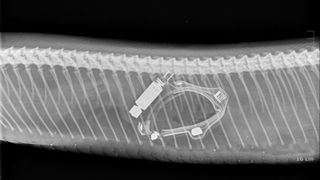 An X-ray image shows a GPS-collar, that once sat around the neck of a possum, inside a dead Burmese python that swallowed it.